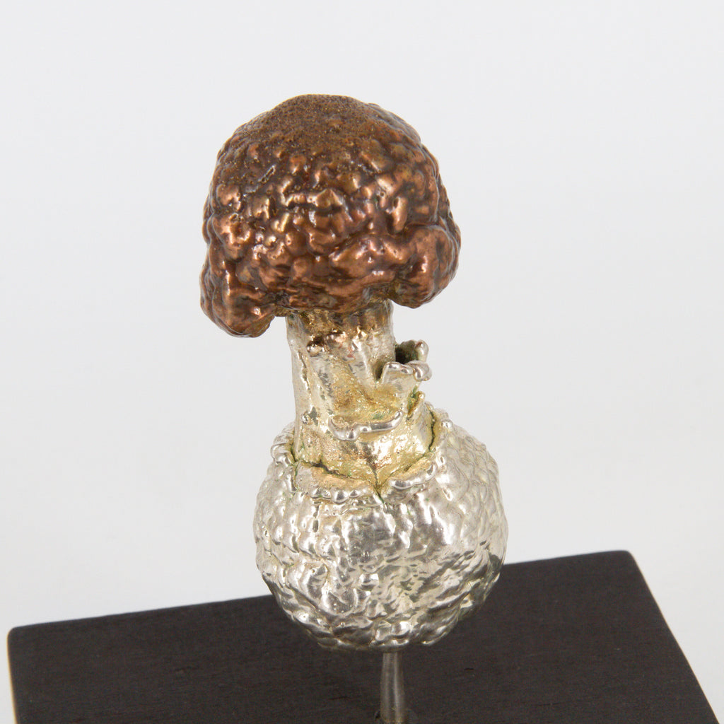 08 - Primordio Amanita muscaria