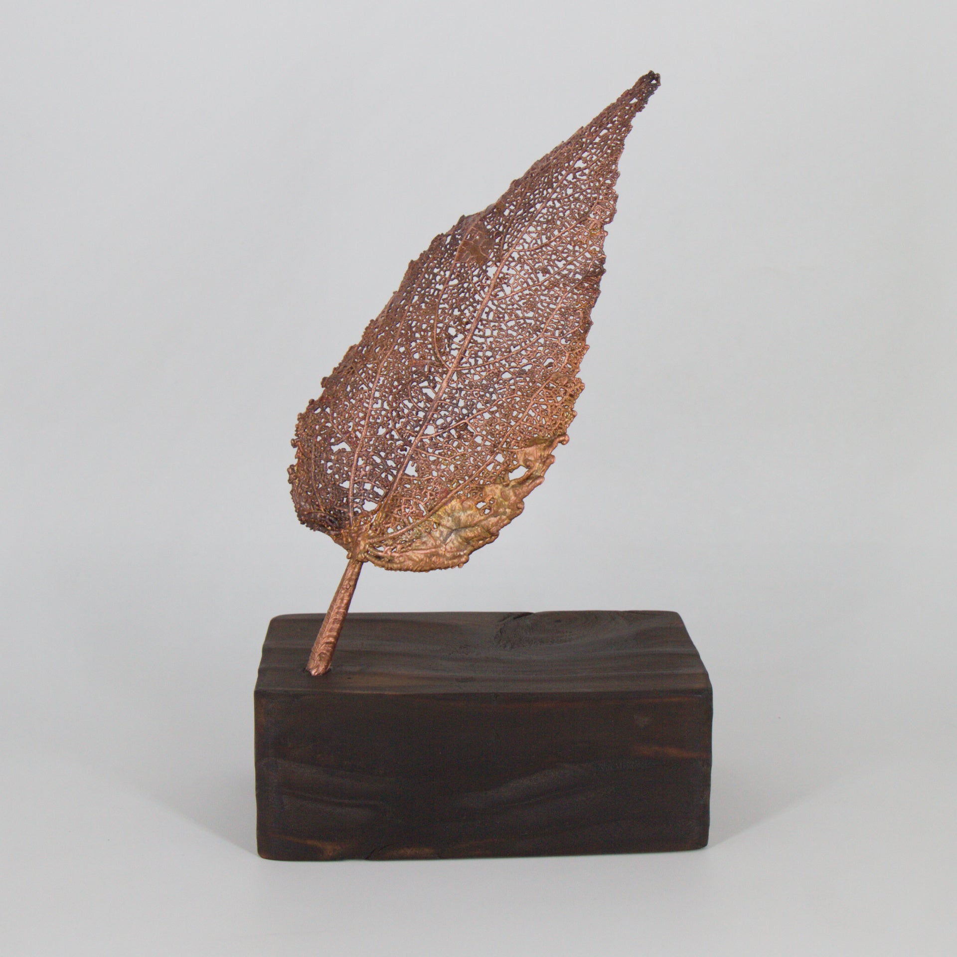 03 - Hoja de maqui