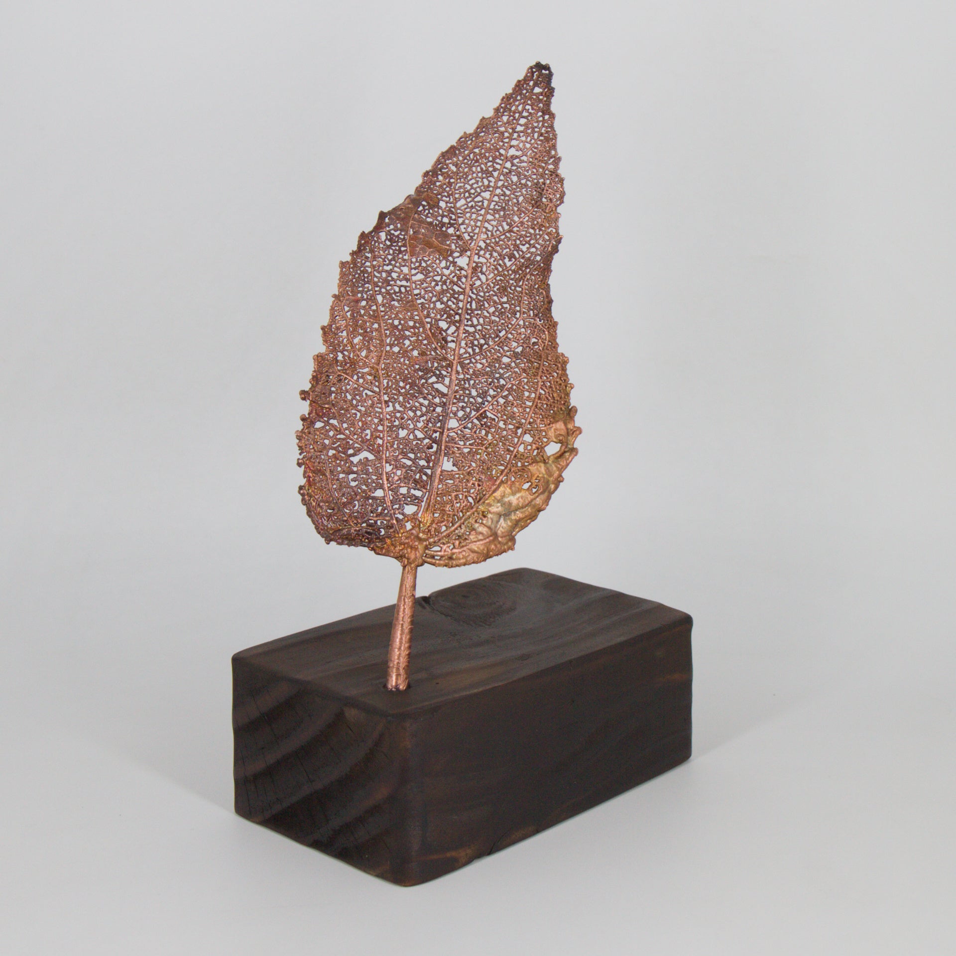 03 - Hoja de maqui