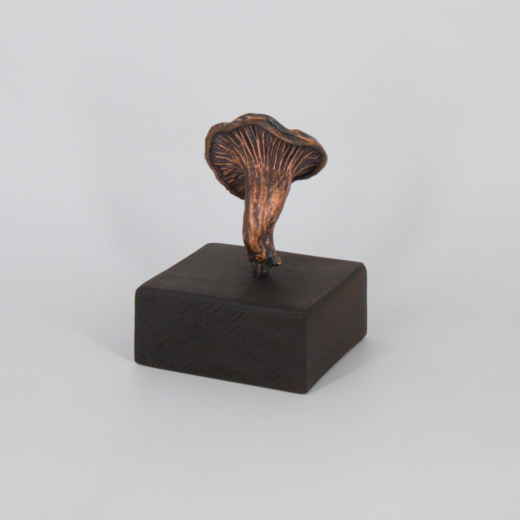 07 - Paxillus involutus