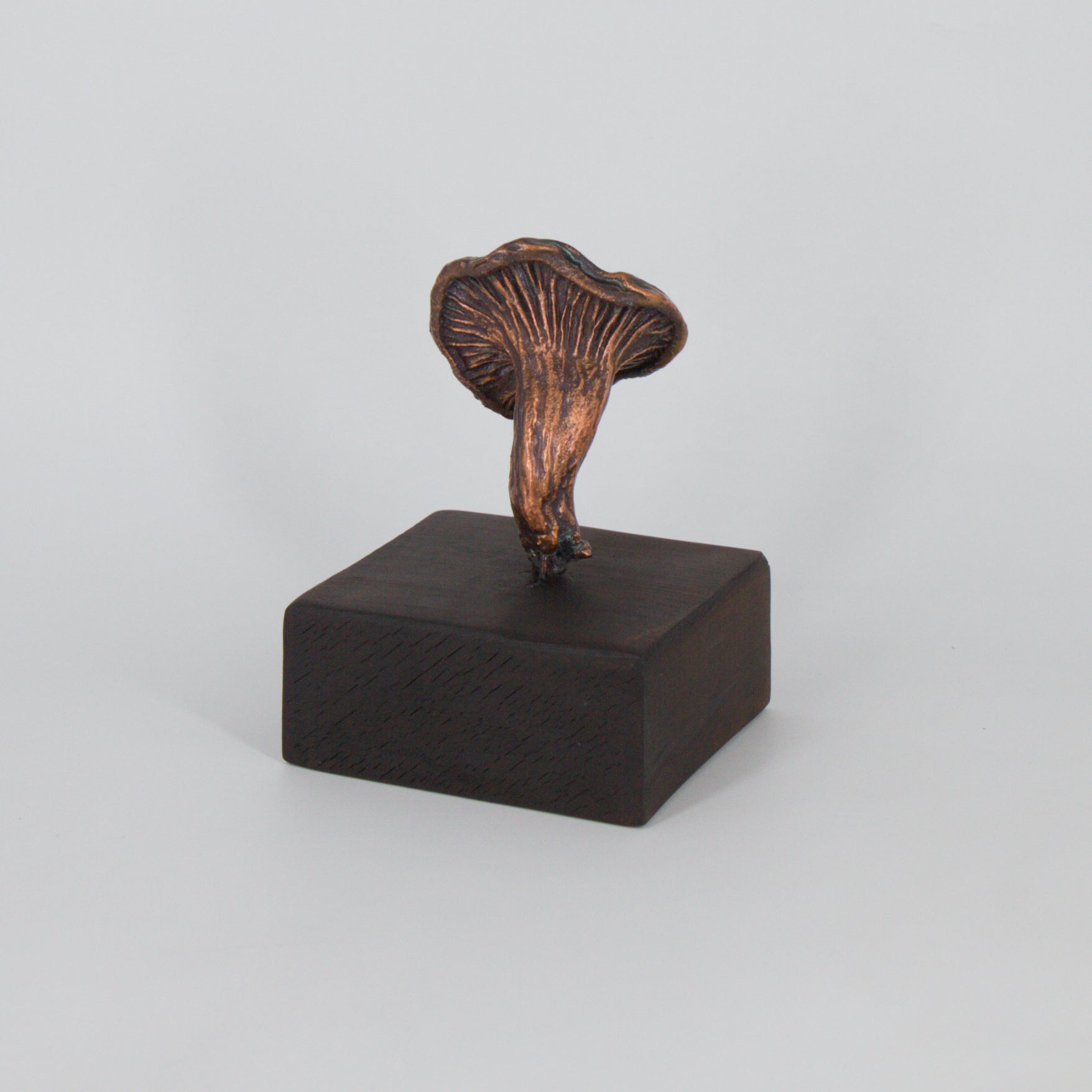 07 - Paxillus involutus