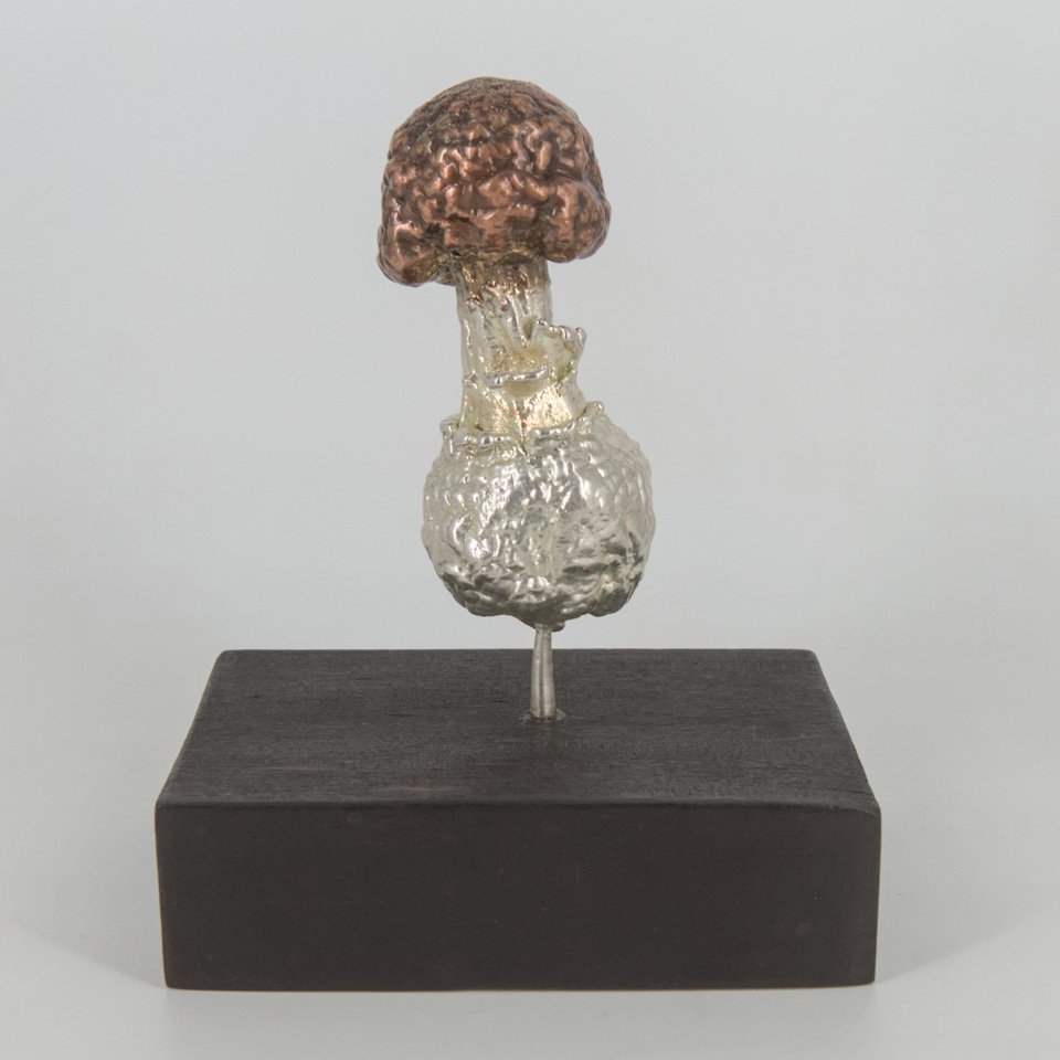 Primordio Amanita muscaria