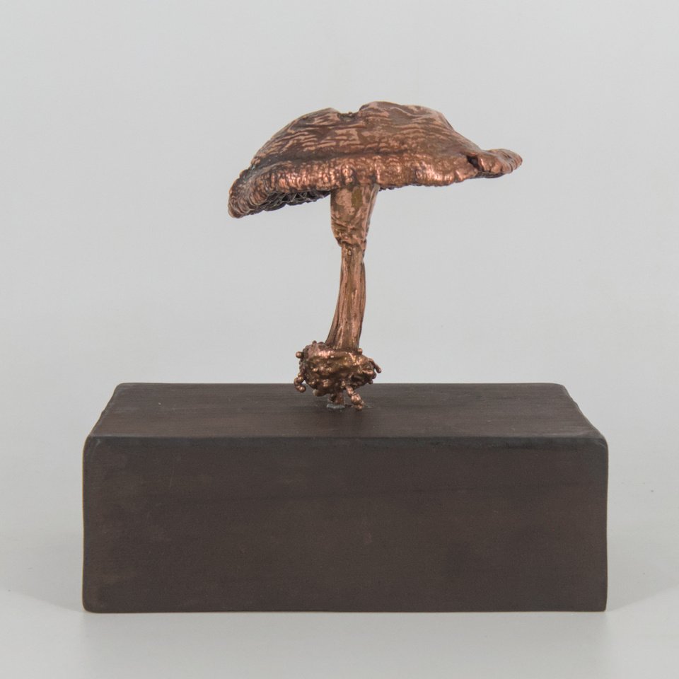 Tricholoma sp.
