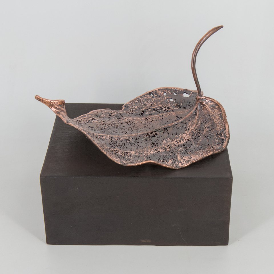 Hoja de Copihue (Lapageria rosea)